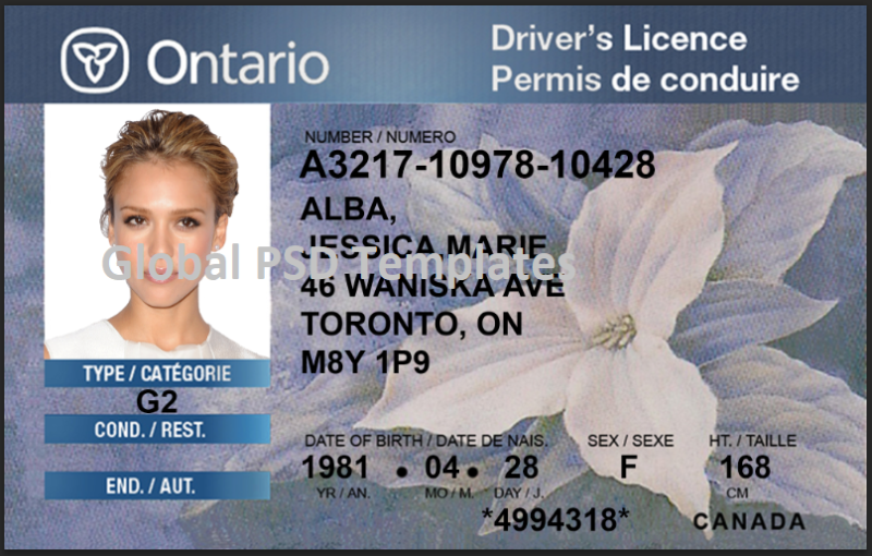 Canada Ontario Drivers License Template - Image 4