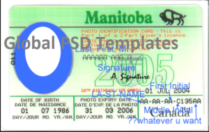 Canada Manitoba Drivers License Template